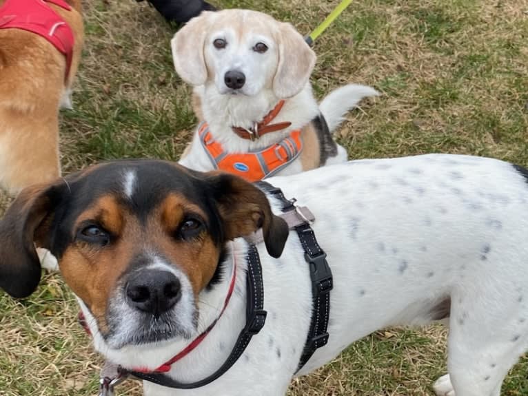 Zoey, a Beagle and Rat Terrier mix tested with EmbarkVet.com