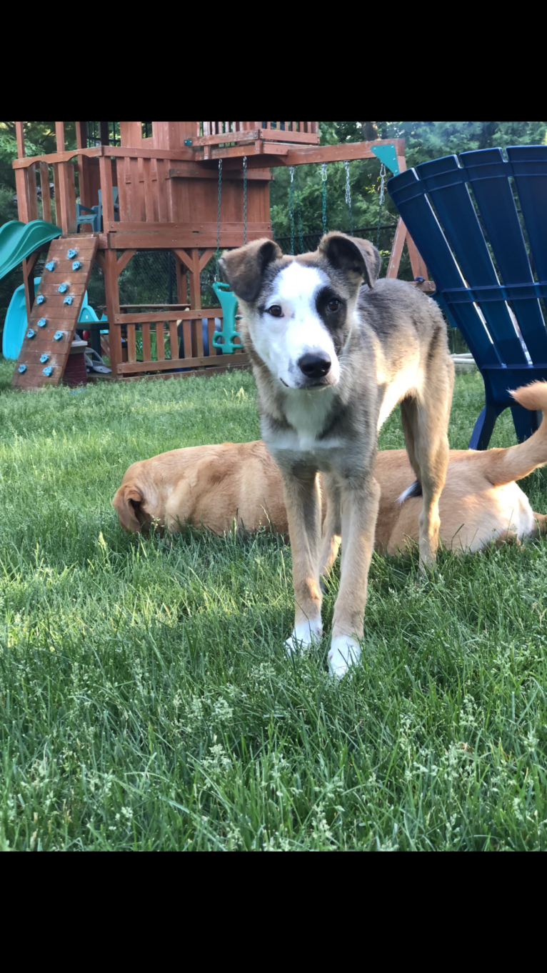 Nisso, a West Asian Village Dog tested with EmbarkVet.com