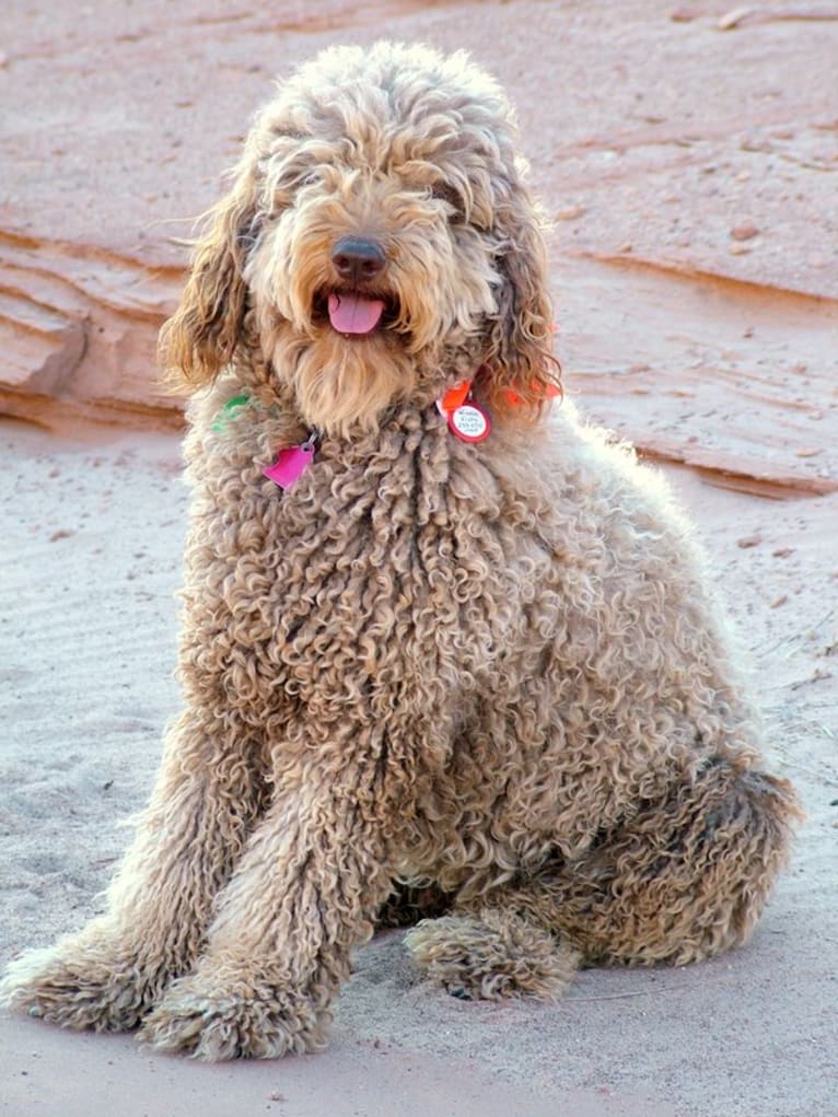 Maggie Sue, a Poodle (Standard) and Poodle (Small) mix tested with EmbarkVet.com