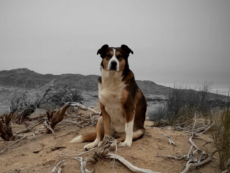 Scatter, an American Pit Bull Terrier and Australian Cattle Dog mix tested with EmbarkVet.com