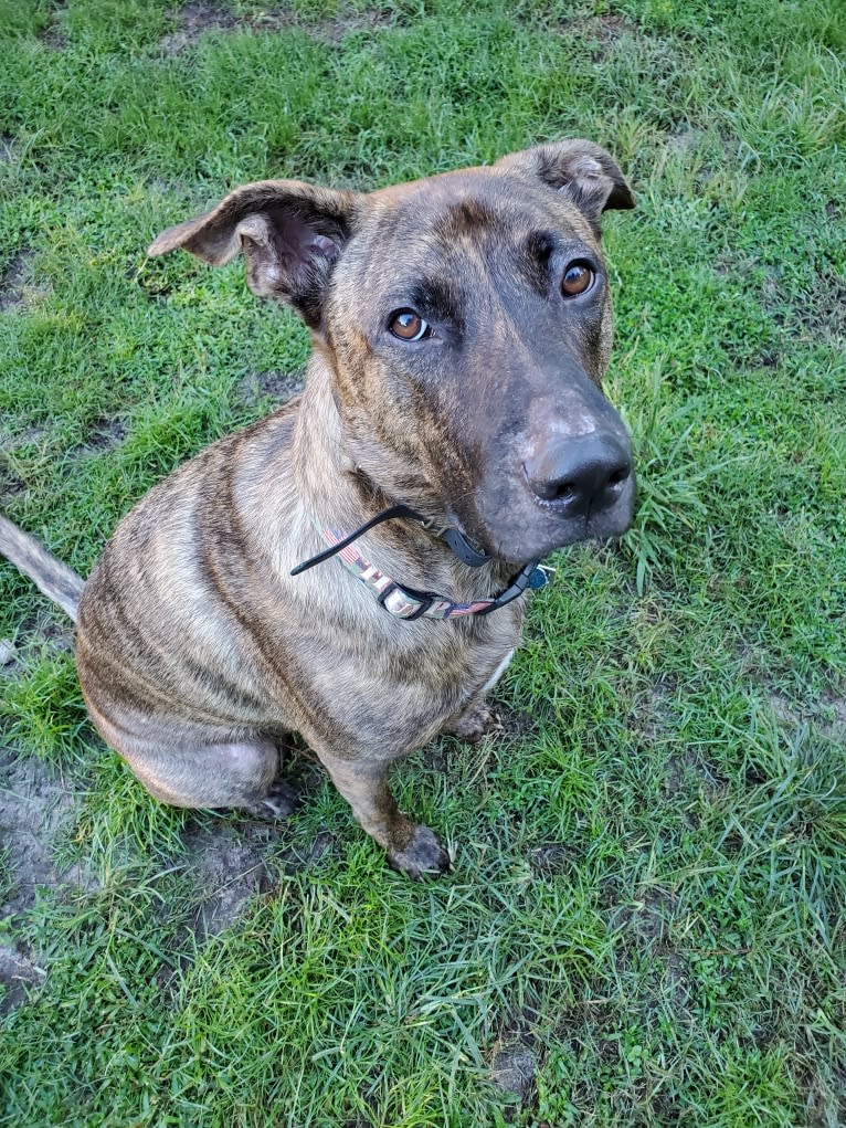 YOGI, a German Shepherd Dog and American Pit Bull Terrier mix tested with EmbarkVet.com