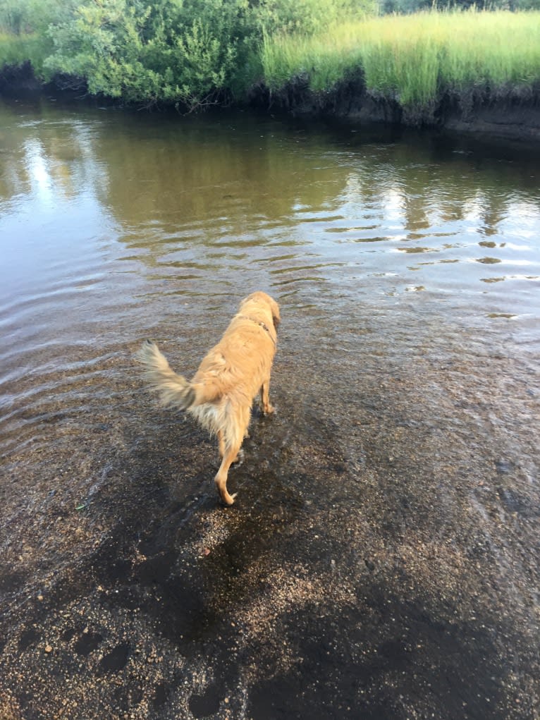 Gus, a Russell-type Terrier and Cocker Spaniel mix tested with EmbarkVet.com