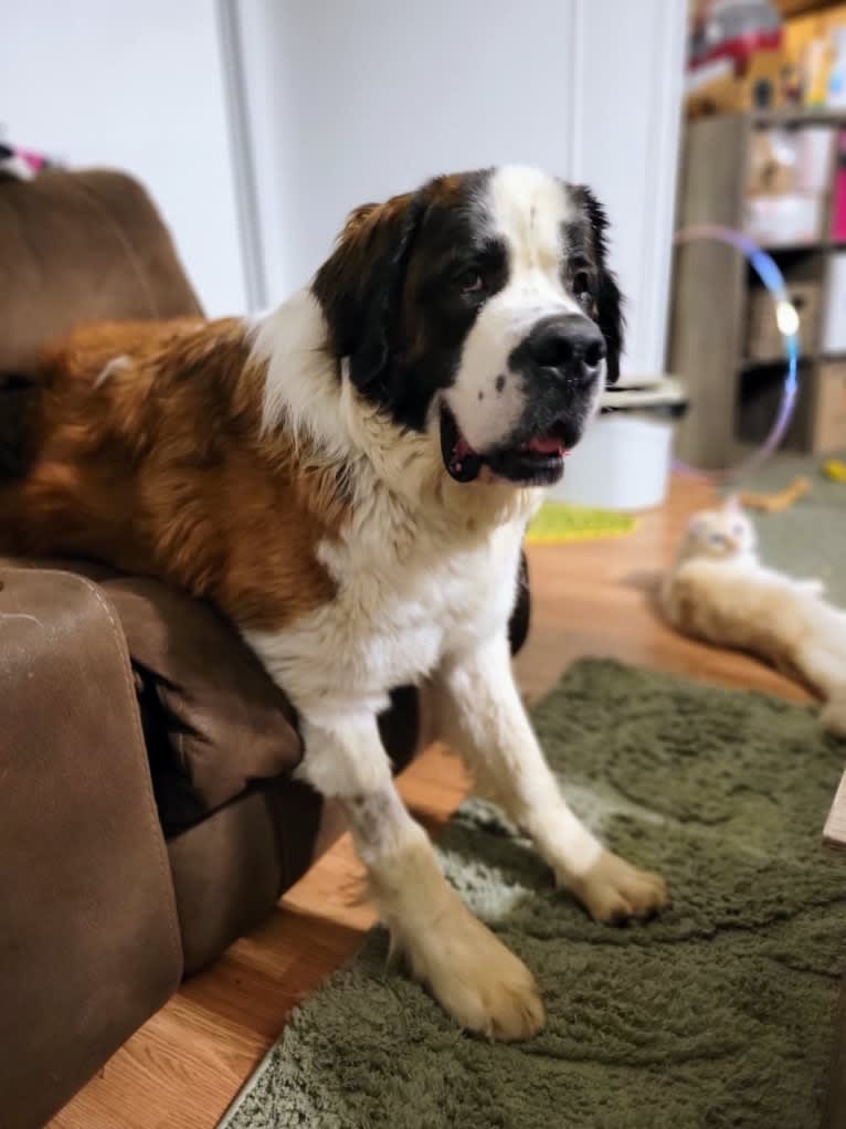 Thor, a Saint Bernard tested with EmbarkVet.com