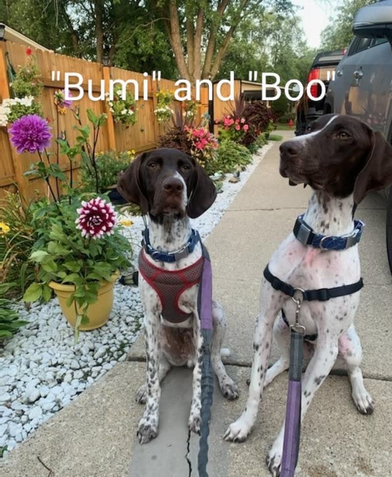 Beau, a German Shorthaired Pointer tested with EmbarkVet.com