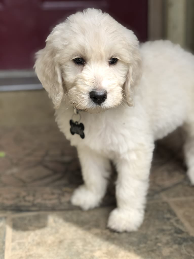 Photo of Georgie, a Goldendoodle  in Clatskanie, OR, USA
