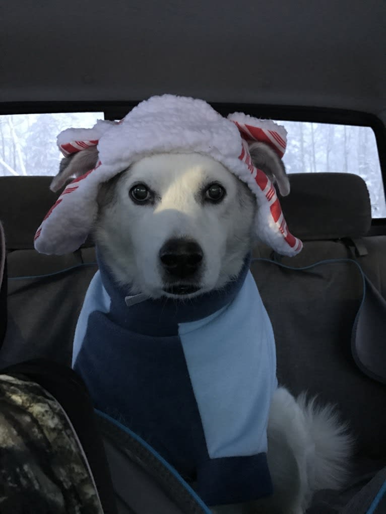 Buddy, an American Eskimo Dog and Norwegian Elkhound mix tested with EmbarkVet.com