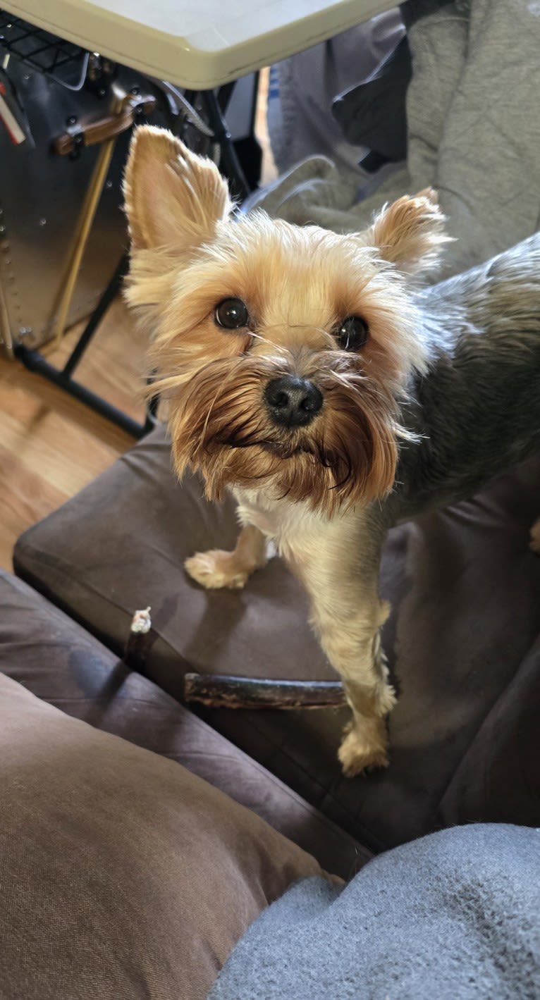Charlie, a Yorkshire Terrier tested with EmbarkVet.com