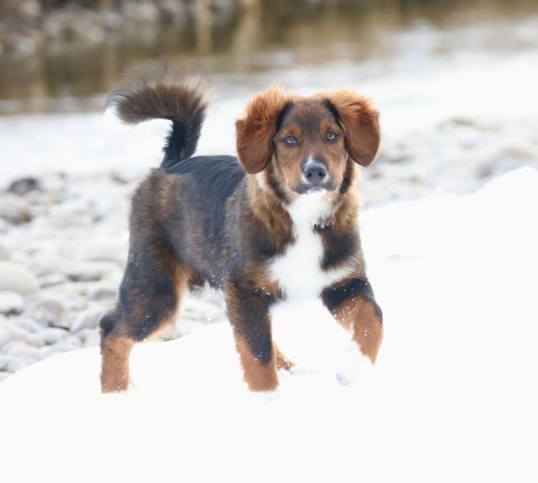 Burley, an English Shepherd tested with EmbarkVet.com