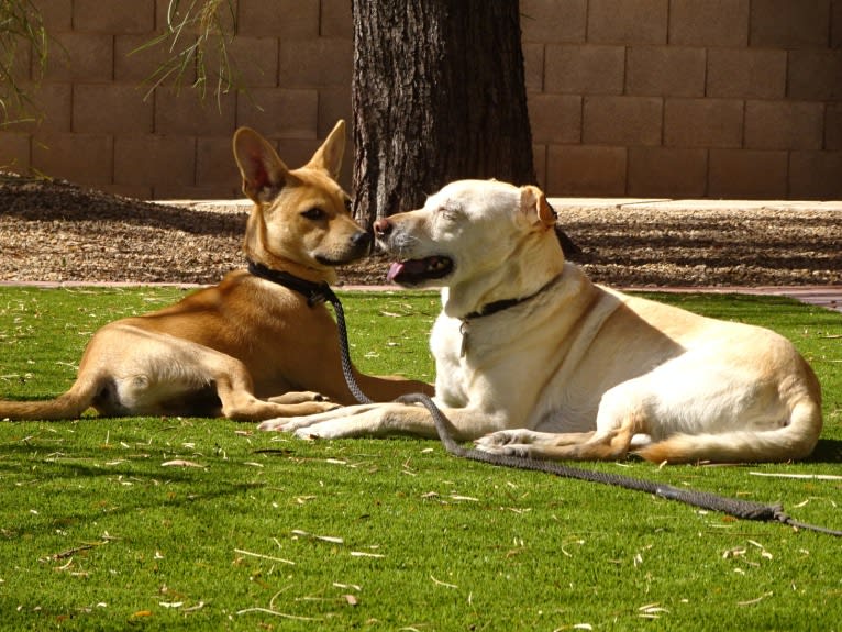 Bean, a Chow Chow and Chihuahua mix tested with EmbarkVet.com