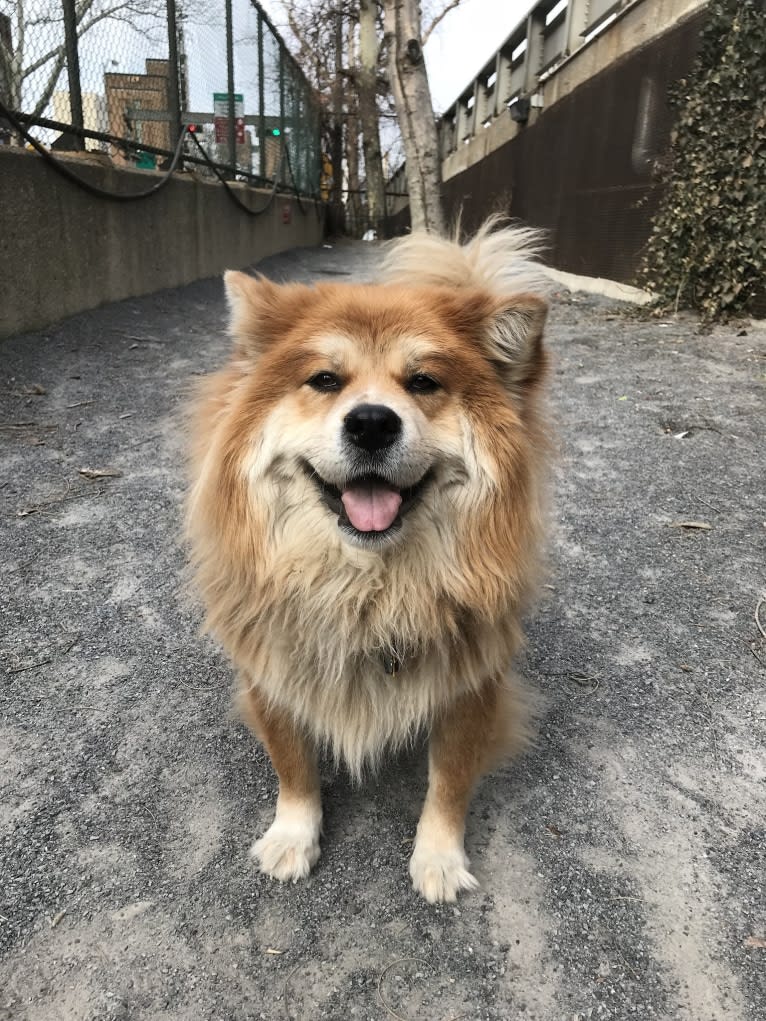 Samantha, a Chow Chow and Labrador Retriever mix tested with EmbarkVet.com