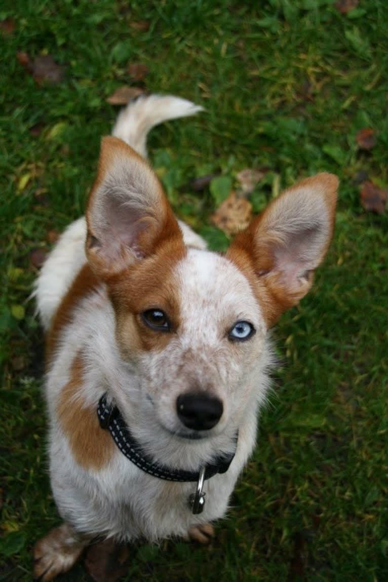 Kaitsu, an Eastern European Village Dog and Pekingese mix tested with EmbarkVet.com