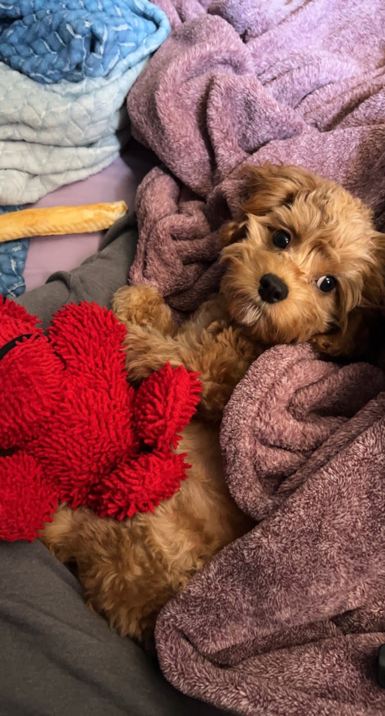 Peanut Butter, a Cavalier King Charles Spaniel and Poodle (Small) mix tested with EmbarkVet.com