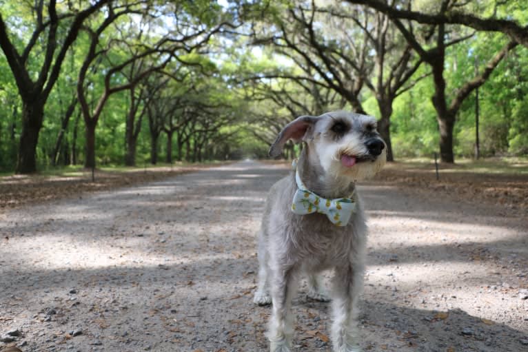 Lanier, a Miniature Schnauzer tested with EmbarkVet.com