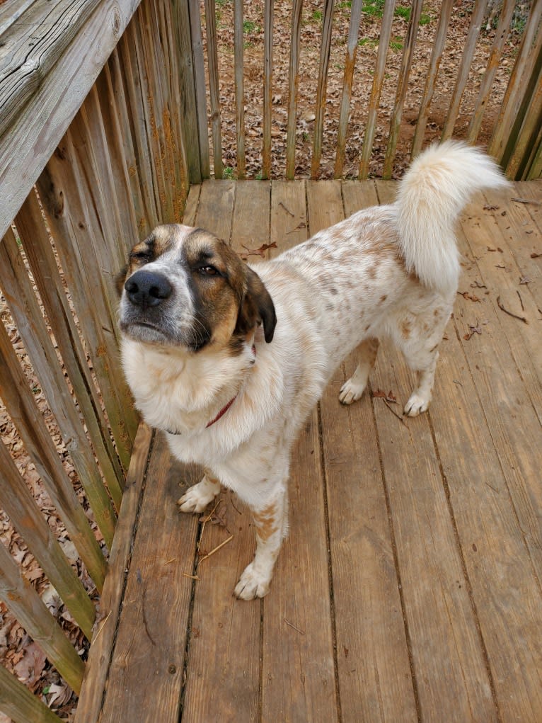 Daisy, a Great Pyrenees and Boxer mix tested with EmbarkVet.com