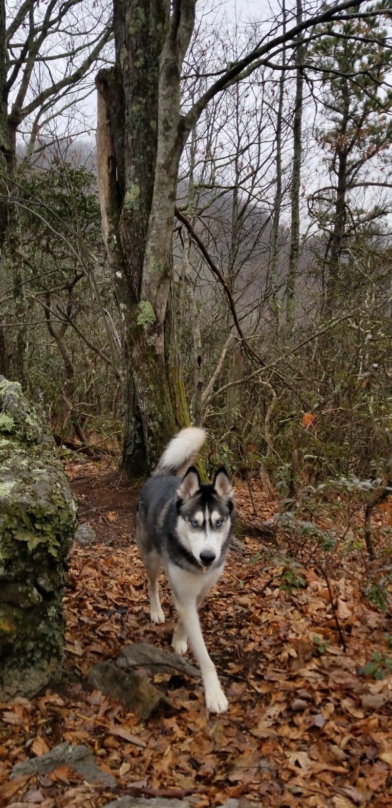 Teko, a Siberian Husky tested with EmbarkVet.com