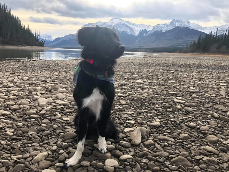 Aloe Vera, a Rottweiler and Border Collie mix tested with EmbarkVet.com