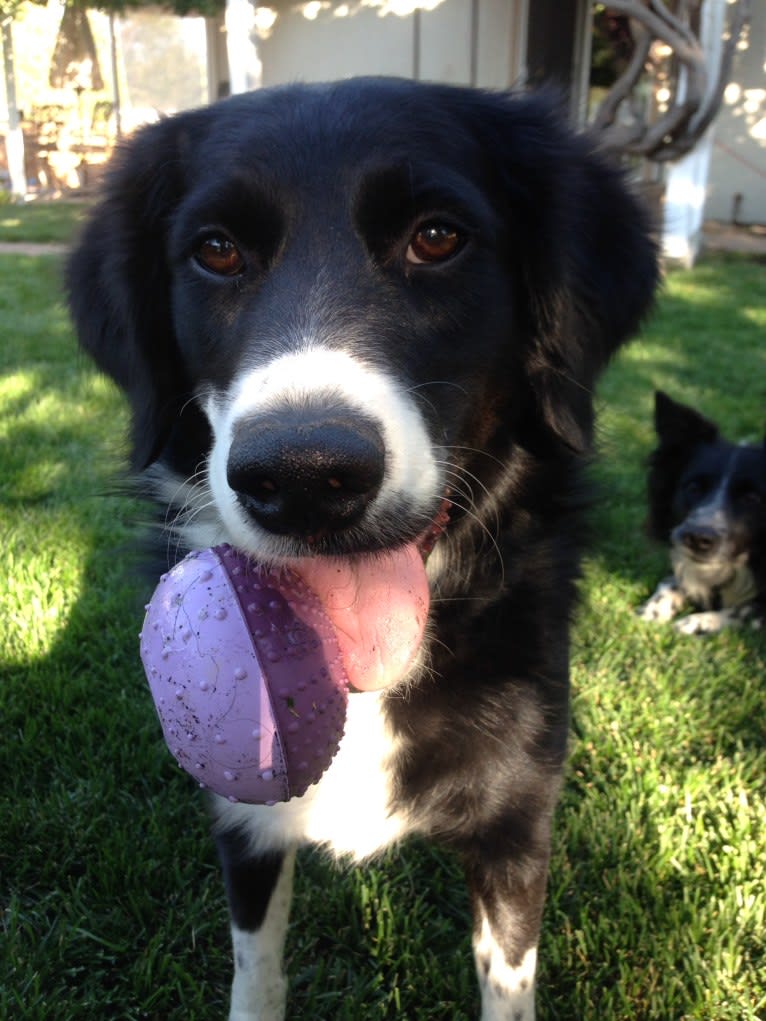 EMA, a Golden Retriever and Dalmatian mix tested with EmbarkVet.com