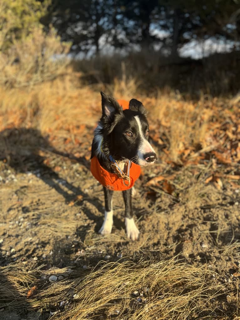 DDF Arlo, a Border Collie tested with EmbarkVet.com