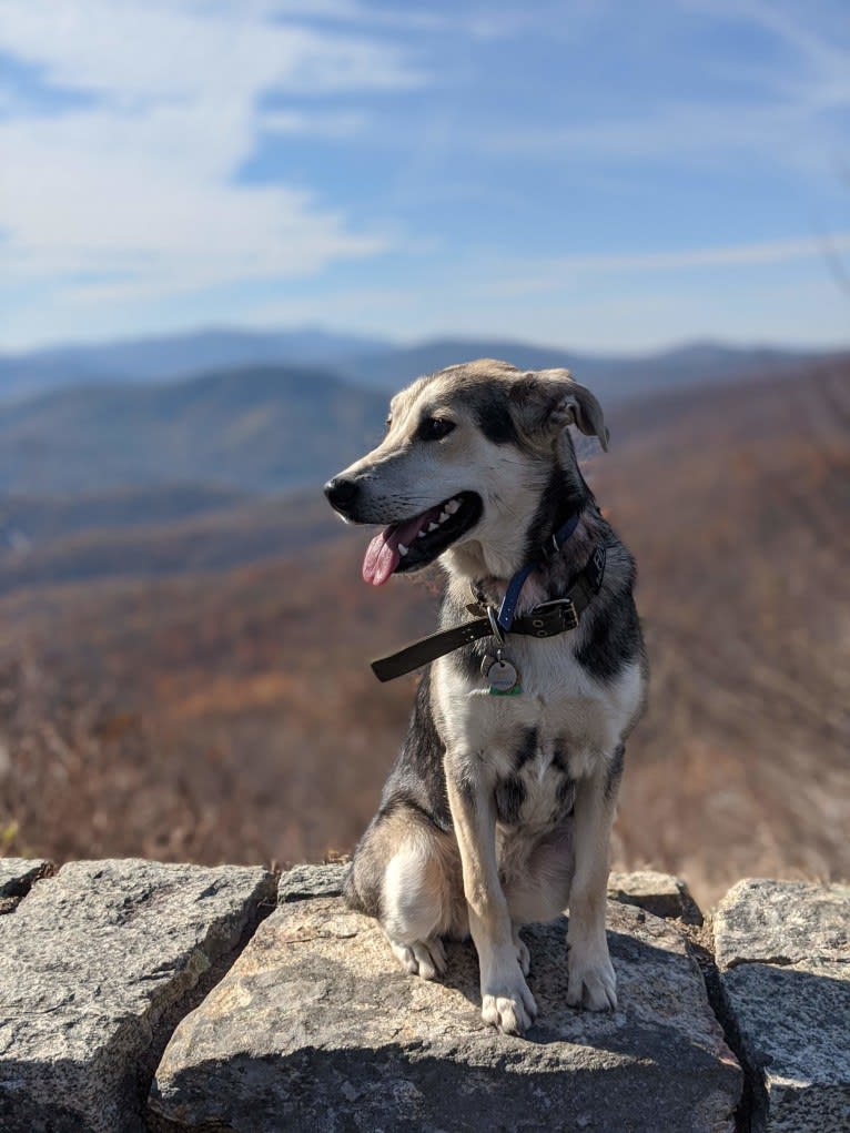 Finn, an Alaskan Malamute and Beagle mix tested with EmbarkVet.com