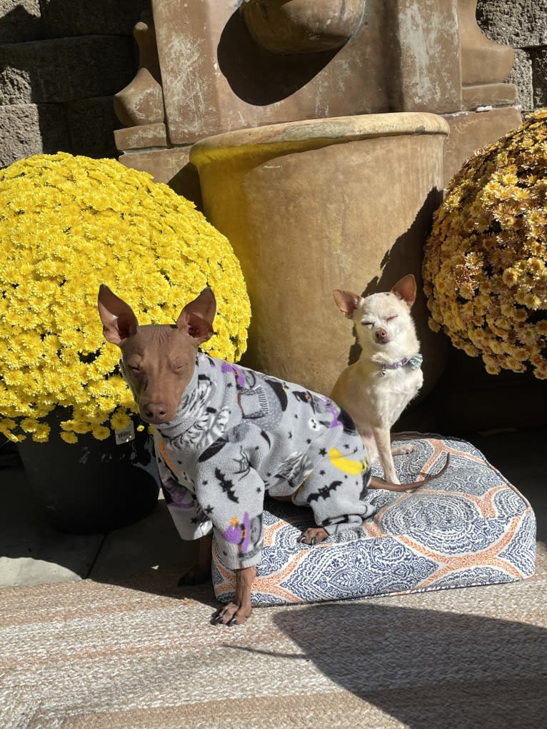 Tater Tot (Namaste), an American Hairless Terrier tested with EmbarkVet.com