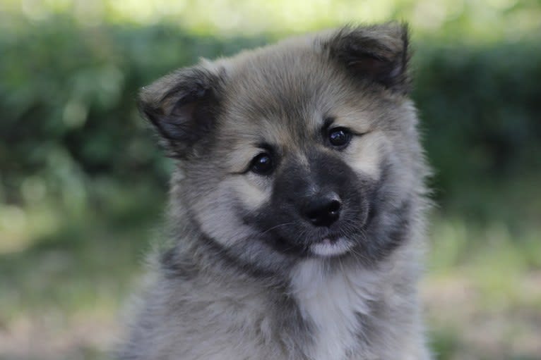 Iroh, an Icelandic Sheepdog tested with EmbarkVet.com