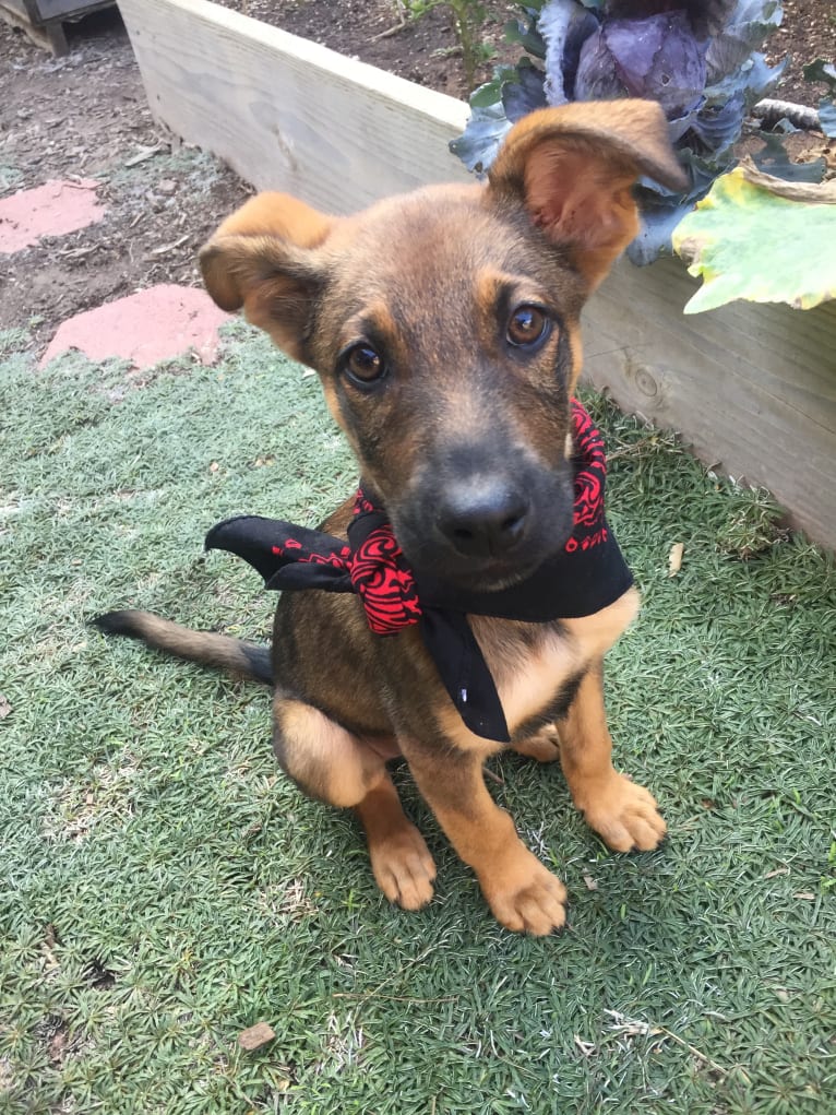 Arrow, a German Shepherd Dog and American Pit Bull Terrier mix tested with EmbarkVet.com