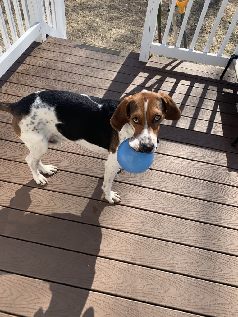 Luca, a Treeing Walker Coonhound tested with EmbarkVet.com