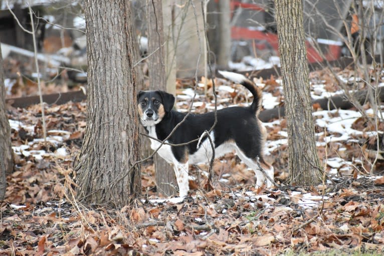 Annie, a Beagle and Australian Shepherd mix tested with EmbarkVet.com