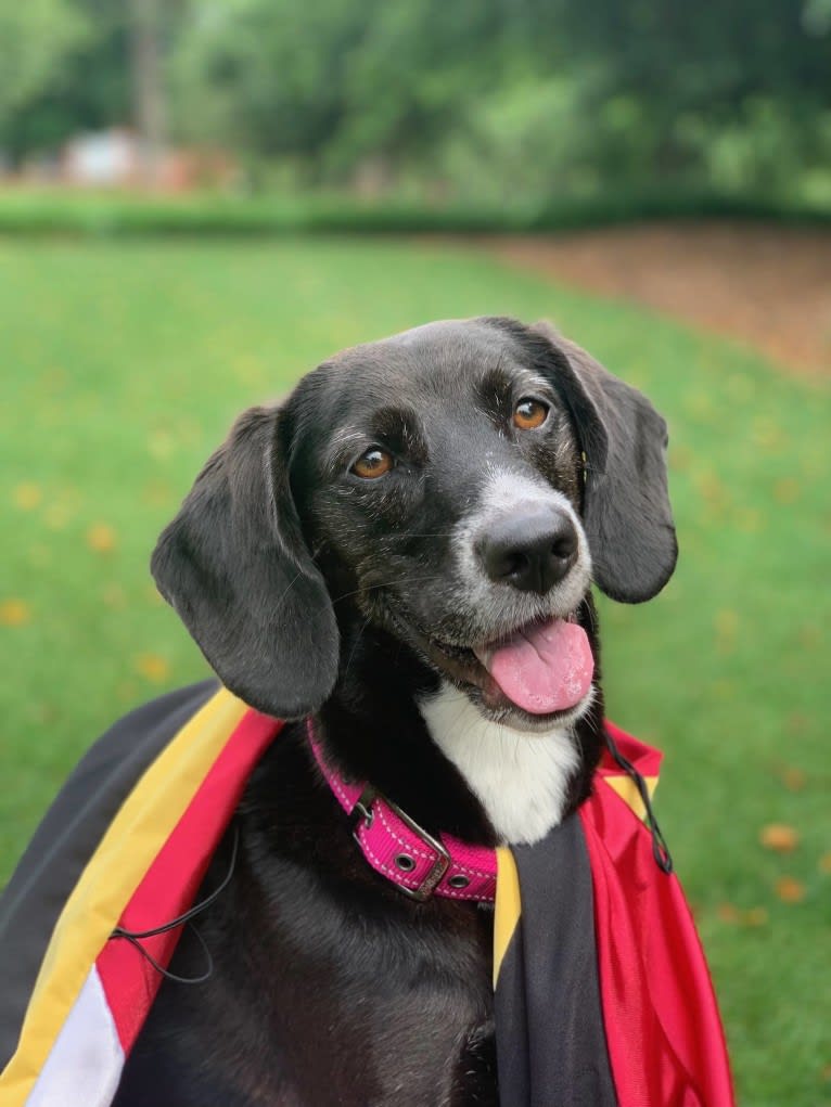 Olive Baker, a Beagle and Labrador Retriever mix tested with EmbarkVet.com