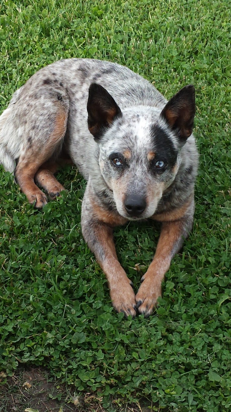 Shadoe, an Australian Cattle Dog tested with EmbarkVet.com