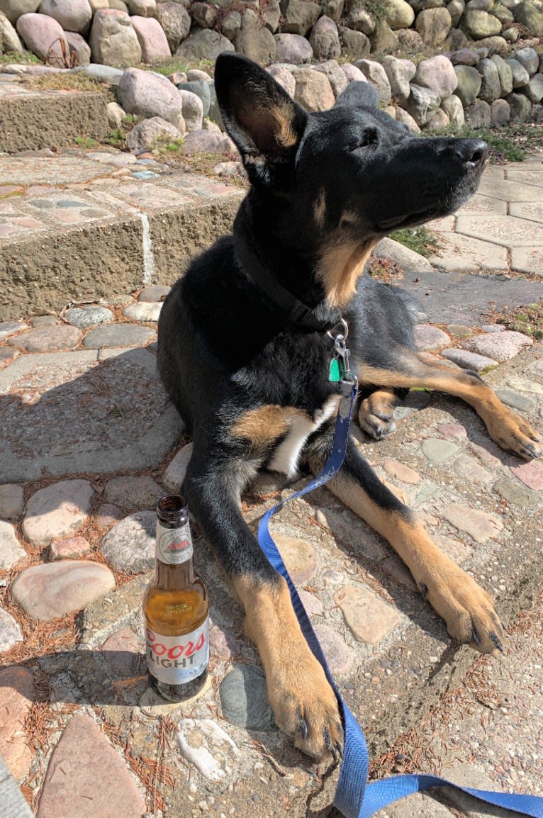 Emmett, a German Shepherd Dog and Australian Cattle Dog mix tested with EmbarkVet.com