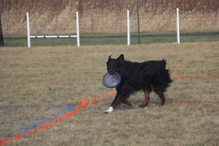 Kosmo, an Australian Shepherd and Border Collie mix tested with EmbarkVet.com