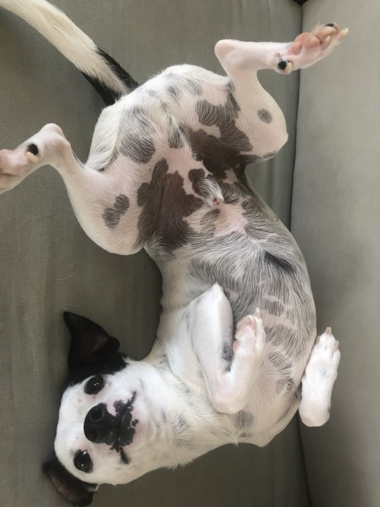 Nemo, a Mountain Cur and Chihuahua mix tested with EmbarkVet.com