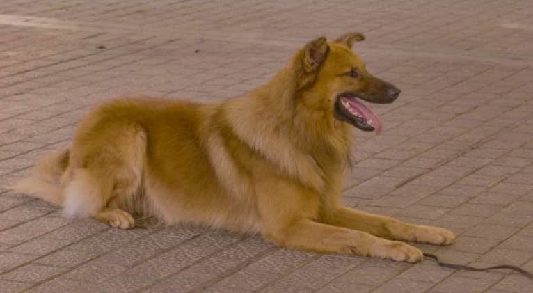 Simba, a German Shepherd Dog and Belgian Malinois mix tested with EmbarkVet.com