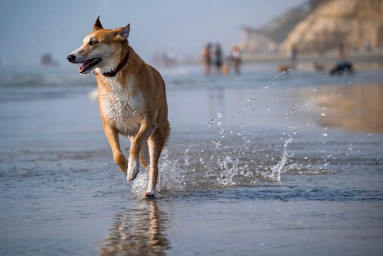 Marco, an Arabian Village Dog tested with EmbarkVet.com