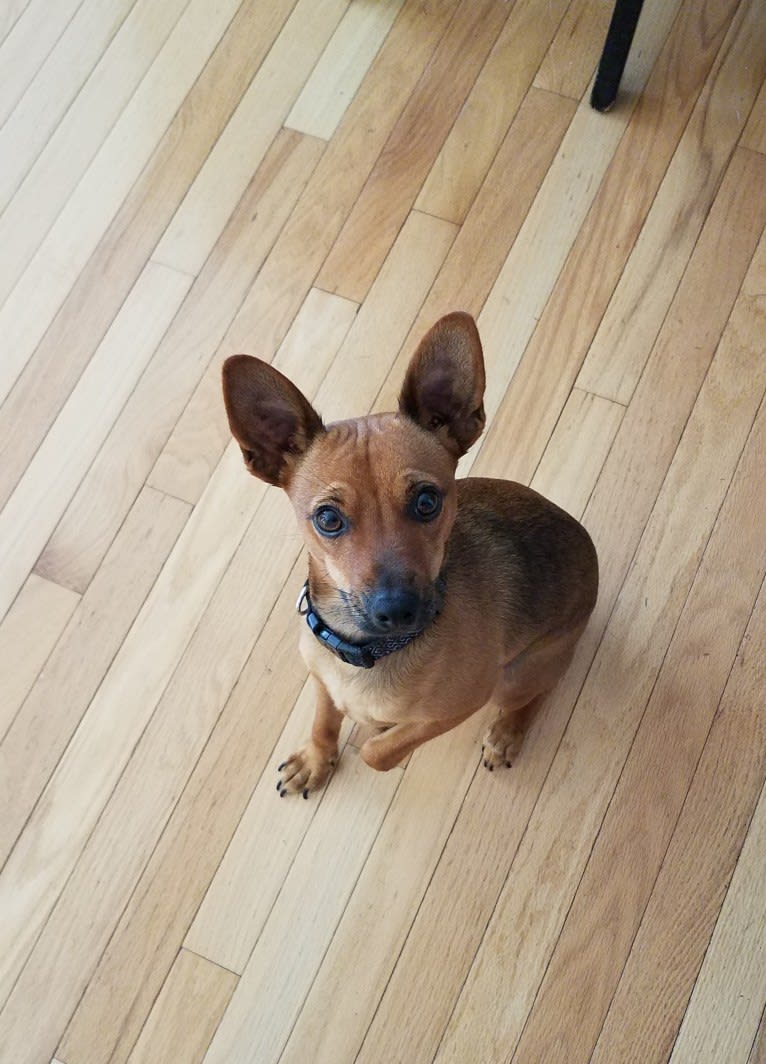 Pip, a Miniature Pinscher and Chihuahua mix tested with EmbarkVet.com