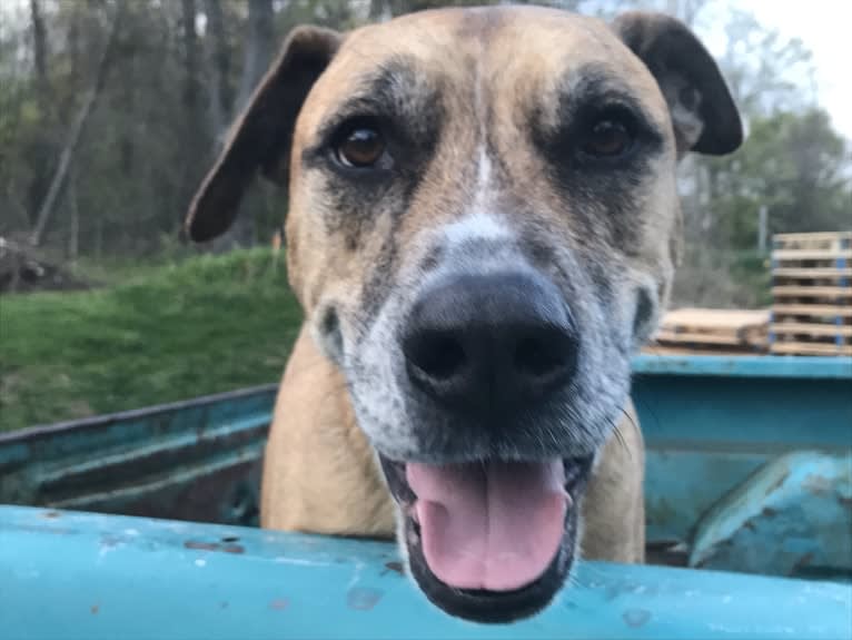 Chubs, an American Bulldog and Siberian Husky mix tested with EmbarkVet.com