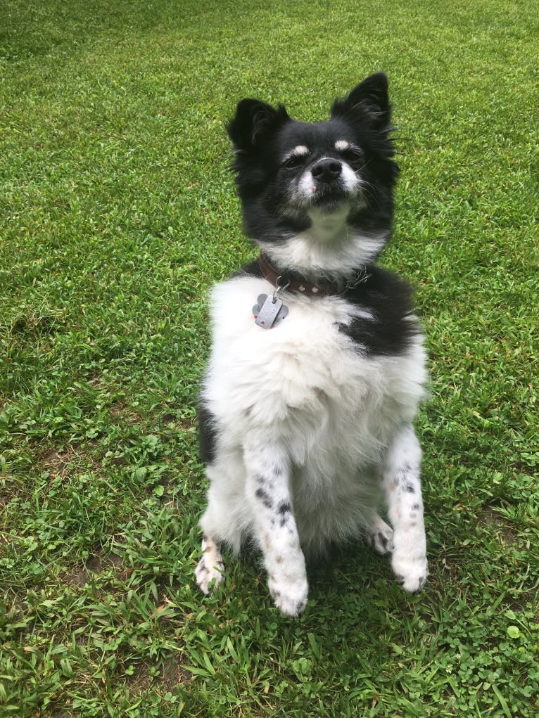 Piper, an American Eskimo Dog and Pomeranian mix tested with EmbarkVet.com