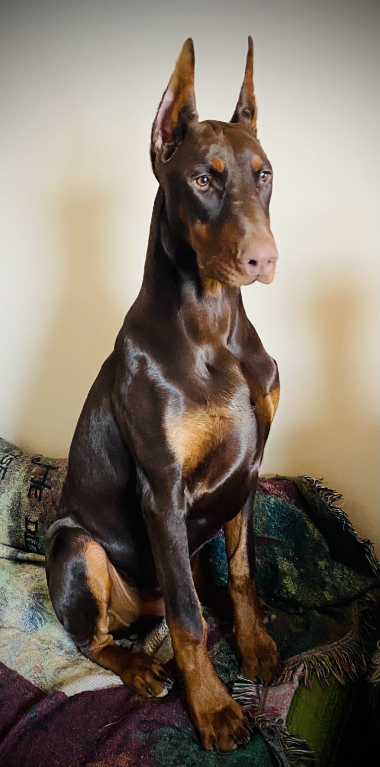 Han's Hatteras Sound, a Doberman Pinscher tested with EmbarkVet.com