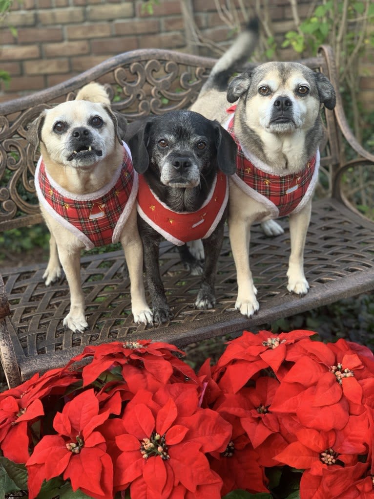 Apollo, a Puggle tested with EmbarkVet.com