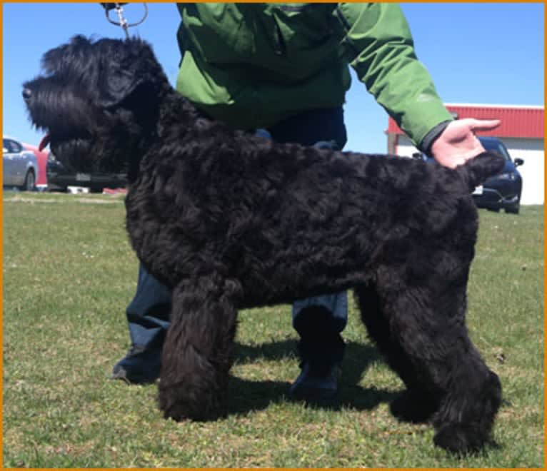 Luna, a Black Russian Terrier tested with EmbarkVet.com