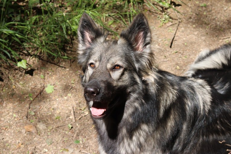 C'haërys, a German Shepherd Dog tested with EmbarkVet.com