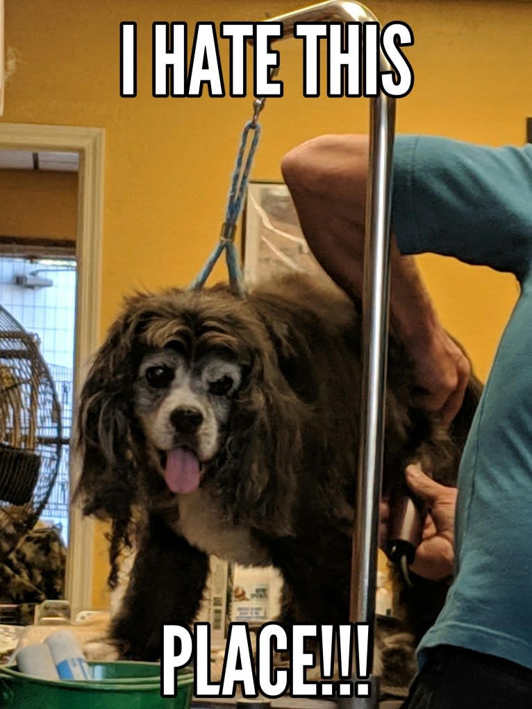 JD, a Cocker Spaniel and Lhasa Apso mix tested with EmbarkVet.com