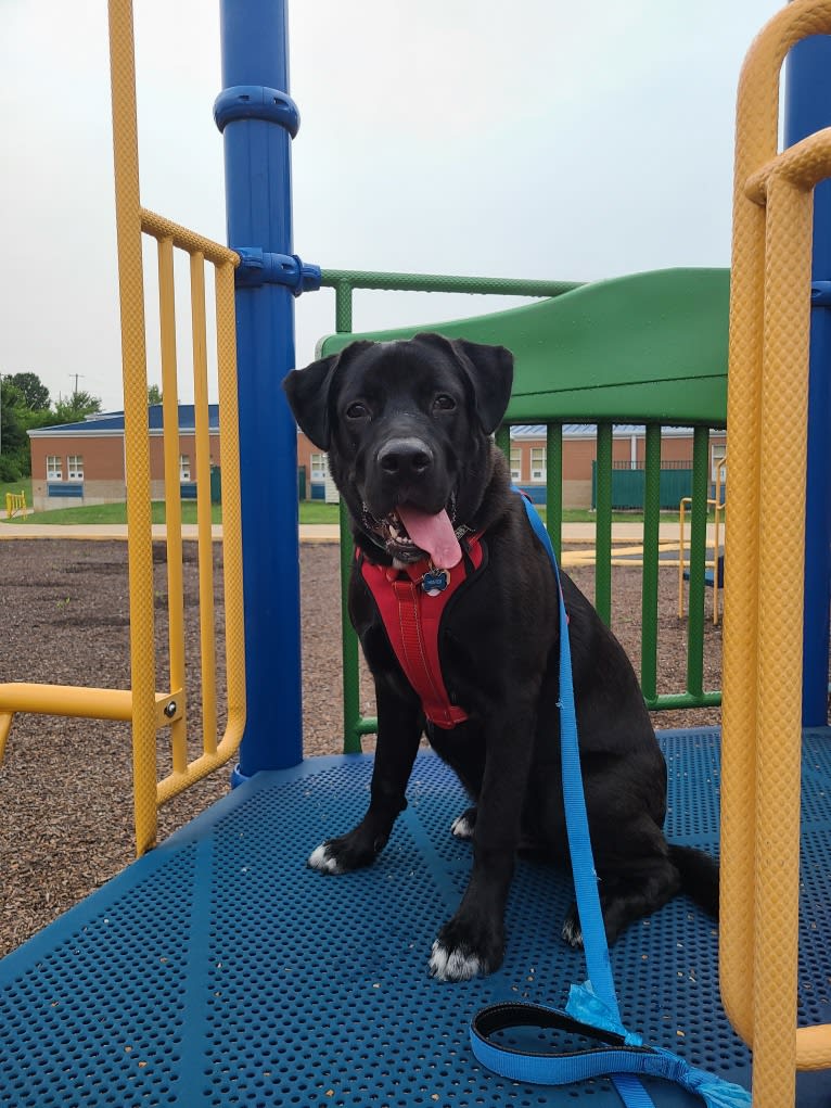 Hunter, a Labrador Retriever and American Bulldog mix tested with EmbarkVet.com