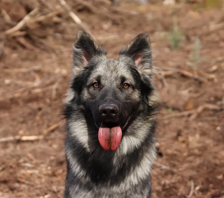 Siriüs, a German Shepherd Dog tested with EmbarkVet.com