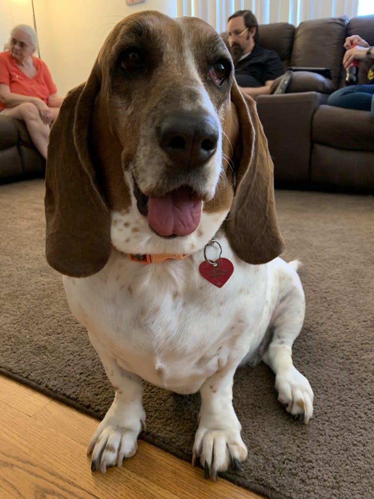 Leia, a Basset Hound tested with EmbarkVet.com