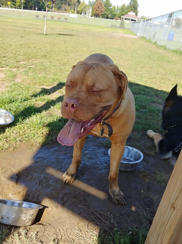 Pika, a Dogue de Bordeaux tested with EmbarkVet.com