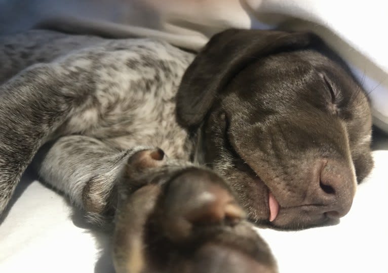 Marcela, a German Shorthaired Pointer tested with EmbarkVet.com