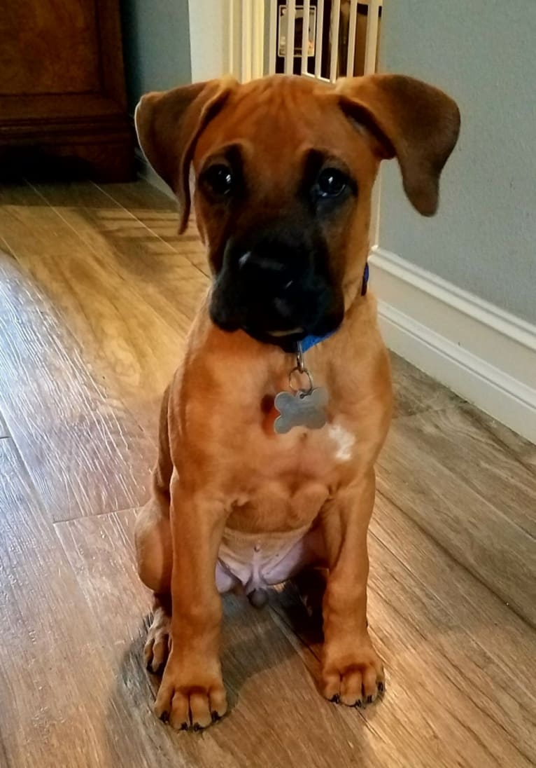 Zane, a Boxer and Mixed mix tested with EmbarkVet.com