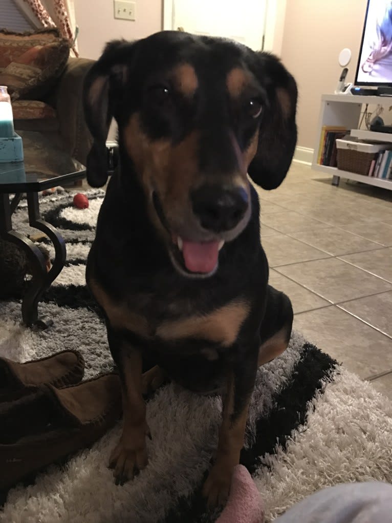 Sally, an American Leopard Hound tested with EmbarkVet.com